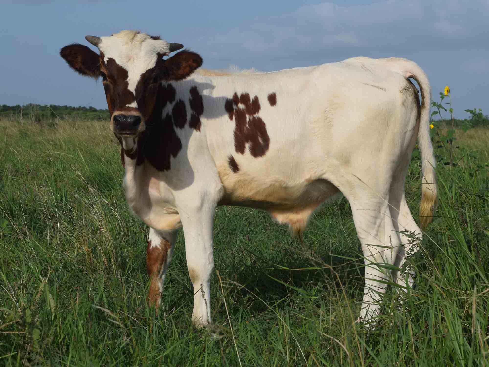 Rocking O Longhorns Texas Longhorn bull calves for sale